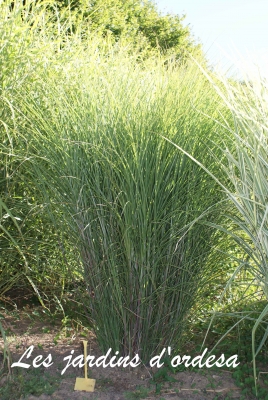 Miscanthus sinensis graziella